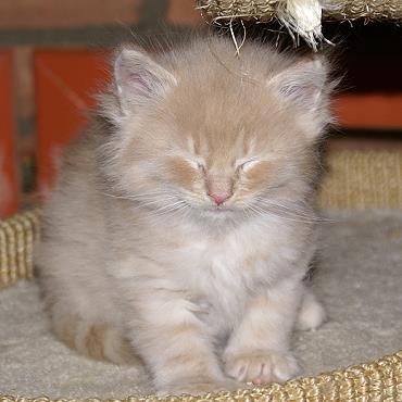 Sibirische Katzen Floris von der Gronau